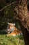 Siberian Tiger cleaning his Face and Paws