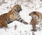 Siberian Tiger Couple