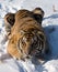 Siberian Tiger Crouching