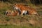 Siberian tiger with cubs