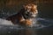 Siberian Tiger diving in frozen water