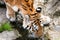 Siberian tiger drinking water