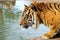 Siberian Tiger Drinking Water