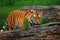 Siberian tiger hiding between two fallen trees