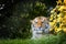 Siberian tiger hiding in the undergrowth