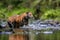 Siberian tiger hunts in a creek