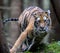 Siberian tiger hunts in a creek