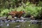 Siberian tiger hunts in a creek amid a green forest
