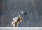 Siberian tiger in a jump catches its prey. Very dynamic shot. China Harbin. Mudanjiang province. Hengdaohezi park.