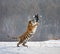 Siberian tiger in a jump catches its prey. Very dynamic shot. China Harbin. Mudanjiang province. Hengdaohezi park.