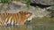 Siberian Tiger Jungle Water