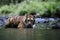 Siberian tiger, the largest cat in the world, hunts in a creek amid a green forest.