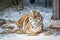 Siberian tiger laying down facing camera