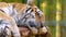 Siberian tiger lies on logs in a cage. wild animal in the zoo.