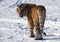 Siberian Tiger Looking Back
