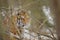 Siberian tiger looking through bush in winter time