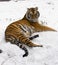 Siberian Tiger Lounging On A rock