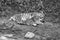 Siberian tiger mother with her cub, in black and white, lying relaxed on a meadow