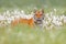 Siberian tiger in nature forest habitat, foggy morning. Amur tiger hunting in green white cotton  grass. Dangerous animal, taiga,