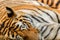 Siberian Tiger - Panthera tigris