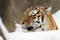 Siberian Tiger ( Panthera tigris altaica )