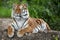 Siberian tiger Panthera tigris altaica