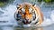 Siberian tiger, Panthera tigris altaica, low angle photo direct face view, running in the water directly at camera with water