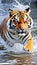 Siberian tiger, Panthera tigris altaica, low angle photo direct face view, running in the water directly at camera with water