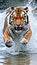 Siberian tiger, Panthera tigris altaica, low angle photo direct face view, running in the water directly at camera with water