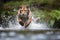 Siberian tiger, Panthera tigris altaica, low angle photo in direct view, running in the water directly at camera with water