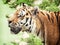 Siberian tiger (Panthera tigris altaica) portrait, animal theme