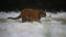 Siberian tiger Panthera tigris altaica running over a field covered by a snow