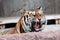 Siberian tiger (Panthera tigris altaica) showing teeth