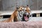 Siberian tiger (Panthera tigris altaica) showing teeth