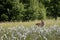 The Siberian tiger Panthera tigris Tigris, or  Amur tiger Panthera tigris altaica in the grassland