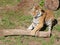 Siberian tiger playing - front view