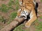 Siberian tiger playing portrait