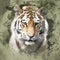 Siberian Tiger portrait