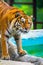 Siberian tiger portrait. Aggressive stare face meaning danger for the prey. Closeup view to angry expression