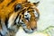 Siberian tiger portrait. Aggressive stare face meaning danger for the prey. Closeup view to angry expression