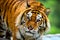 Siberian tiger portrait. Aggressive stare face meaning danger for the prey. Closeup view to angry expression