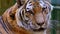 Siberian tiger portrait, wild cat in captivity.