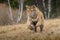 Siberian Tiger running. Beautiful, dynamic and powerful photo of this majestic animal. Set in environment typical for this amazing