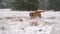 Siberian tiger running for a prey in slow motion. Fast attack speed slowed down by 100fps.