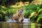 Siberian tiger running in the river. Tiger with splashing water