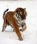 Siberian Tiger running in snow