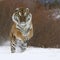 Siberian tiger running in snow