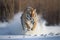 Siberian Tiger running in the snow and catch their prey. Very dynamic photo. China. Harbin. Mudanjiang province, AI generated