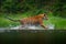 Siberian tiger running in the water. Dangerous animal, taiga in Russia. Animal in the forest river. Dark vegetation with tiger