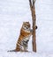 Siberian Tiger scratching tree on a snowy glade. China. Harbin. Mudanjiang province. Hengdaohezi park. Siberian Tiger Park.